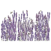 REDESIGN DECOR TRANSFERS CHAMPS DE LAVENDE 89×61 cm