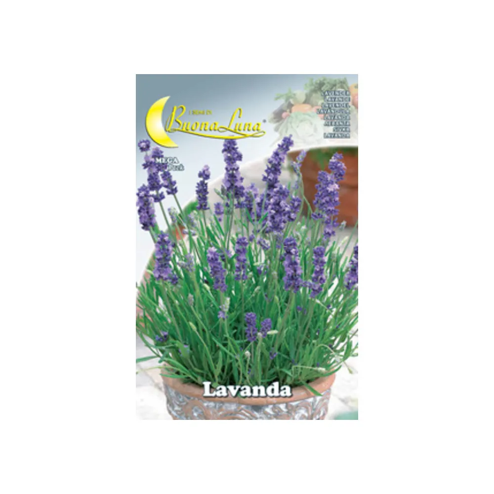 SEMI ORTO LAVANDA (10