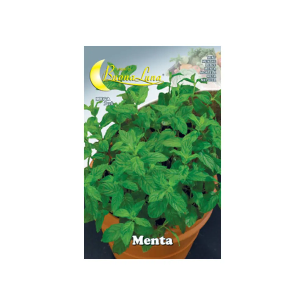 SEMI ORTO MENTA (10