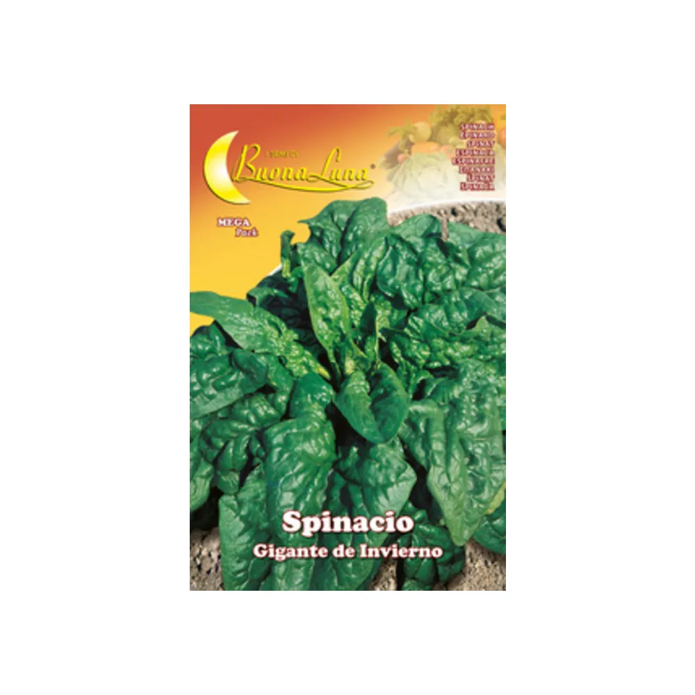 SEMI ORTO SPINACI GIGANTI (10