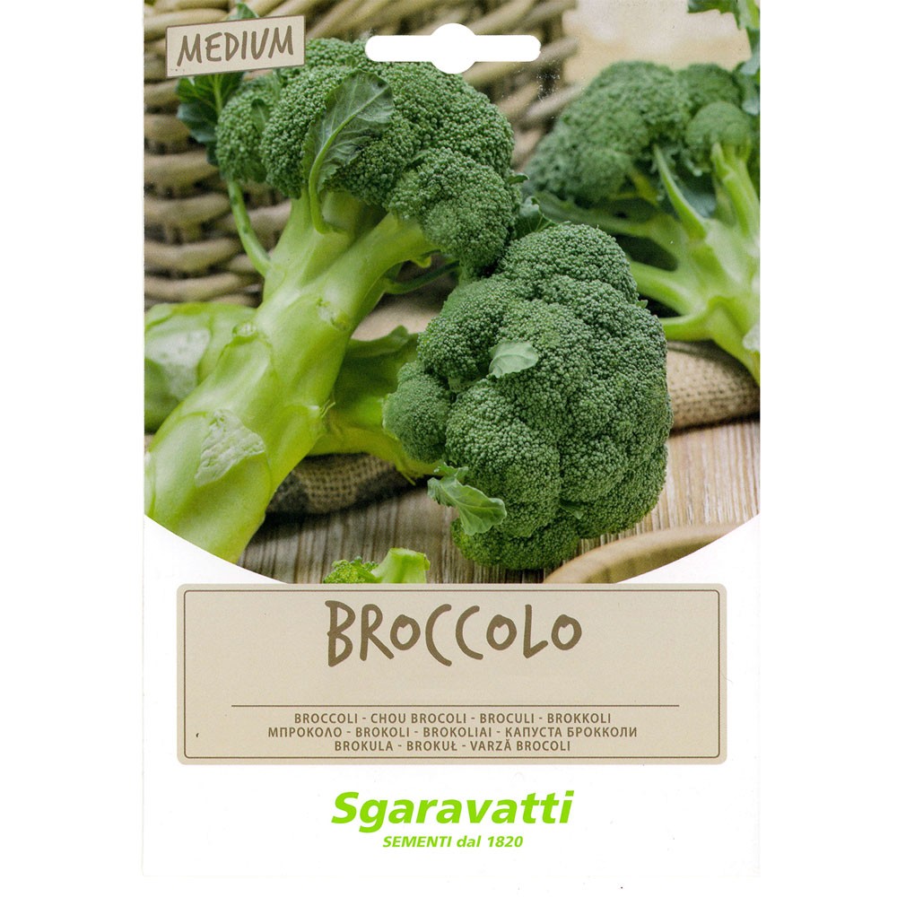 SEMI PER FAVE broccoletto cinquantino - gr 100 SEMI PER FAVE broccoletto cinquantino - gr 100
